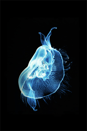 Aurelia aurita (2006)