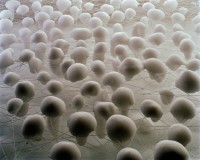 C2 The Andromeda Strain