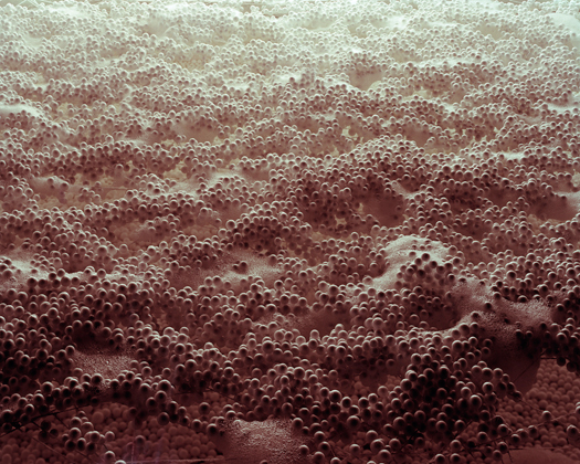 C9 The Andromeda Strain