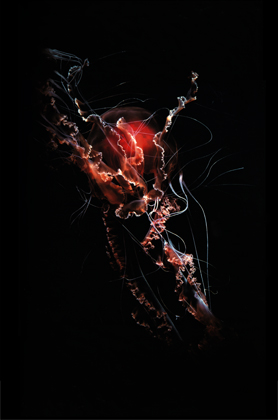 Chrysaora achlyos (2006)