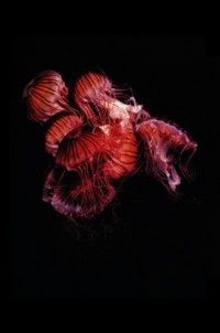 Chrysaora melanaster (2006)