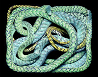 Dedroaspis Viridis (2003)