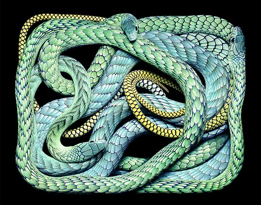 Dedroaspis Viridis (2003)