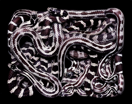 Lampropeltis Getula Californiae (2002)