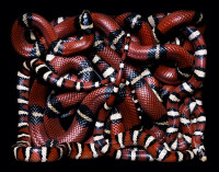 Pampropeltis Pyromelana (2002)