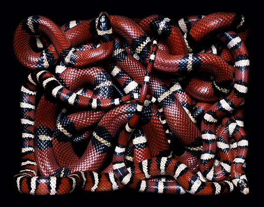 Pampropeltis Pyromelana (2002)