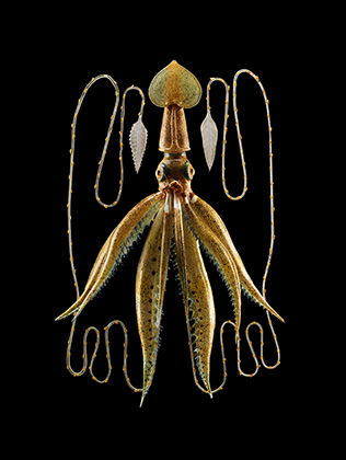 Leopold & Rudolf Blaschka, Enoploteuthis Veranii (2013)