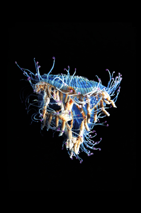 Olindias formosa (2006)