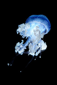 Phyllorhiza Punctata (2002)