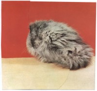 Untitled (Silver Tabby)