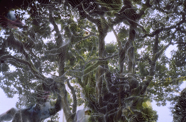 Weeping Willow (A) (2001)