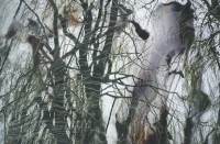 Weeping Willow (B) (2001)