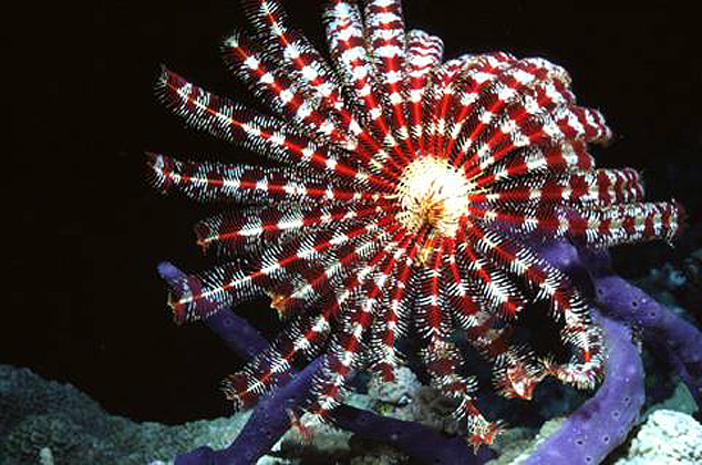 Hair Starfish on the Hunt for Bag in the Night, Maldives