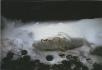 Dog Urine in Snow (1993)