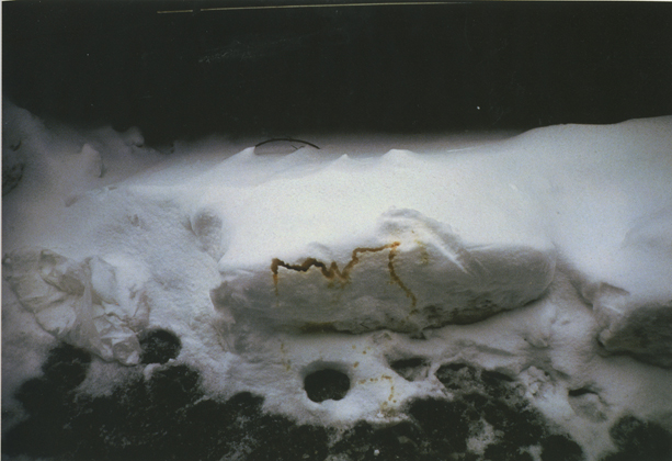 Dog Urine in Snow (1993)