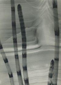 Schachtelhalm, funfziger Jahre