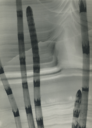 Schachtelhalm, funfziger Jahre