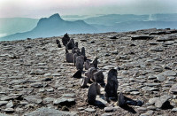 A Line in Scotland, Cul Mor (1981)