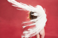 Albino Peacock (Rose Red), 2012