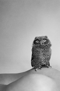 Owl (2010)