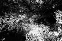 Cherry blossom (1972)