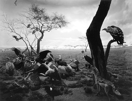 Hyena-Jackel-Vulture, from the series "Dioramas" (1976)