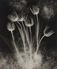 Tulip (1940)