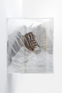 PixCell Zebra no.2, 2009