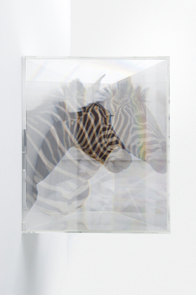 PixCell Zebra no.2, 2009