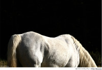 White Mountain, CANARY 2007