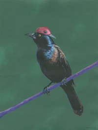 Untitled (Bird) (2014)