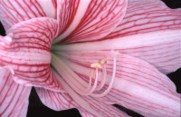 Flower Rondeau (1997)