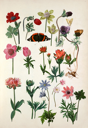 Anemone coronaria cultivars (1620s-30s)