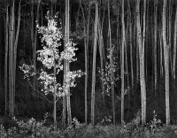 Aspens, Northern New Mexico (1958)