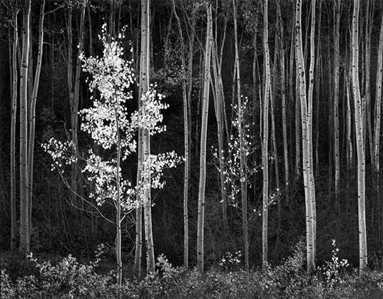 Aspens, Northern New Mexico (1958)