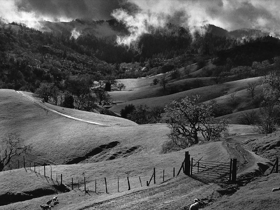 Pasture, Sonoma County (c.1957)