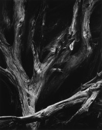 Sequoia Gigantea Roots, Yosemite National Park, California (c.1950)