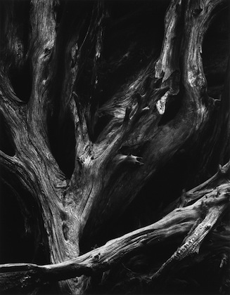 Sequoia Gigantea Roots, Yosemite National Park, California (c.1950)
