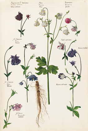 Aquilegia flo: Ianthino (1620s-30s)