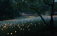 Field of Light, Cheekwood Gardens, TN (2013)