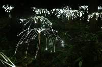 Fireflies, Hemitage Museum and Gardens, Norfolk, VA (2014)