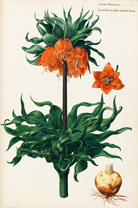 Corona imperialis (1620s-30s)