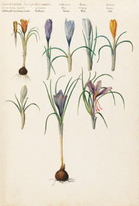 Crocus luteus, Crocus columbinus, Crocus caeruleus, Crocus albus, Crocus luteus (1620s-30s)