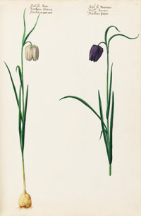 Fritil:flo: Albo, Fritil:flo: Purpureo (1620s-30s)