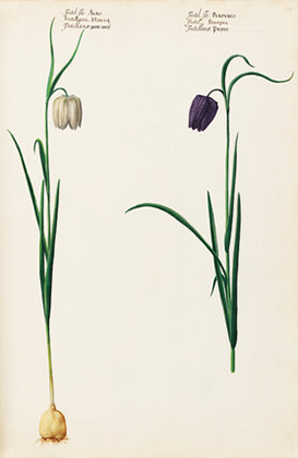 Fritil:flo: Albo, Fritil:flo: Purpureo (1620s-30s)