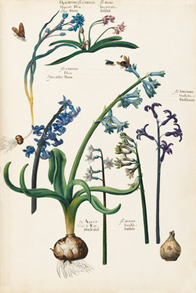 Hyacinthus flo Caeruleo (1620s-30s)