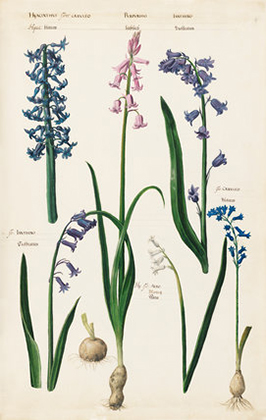 Hyacinthus flore caerulea (1620s-30s)