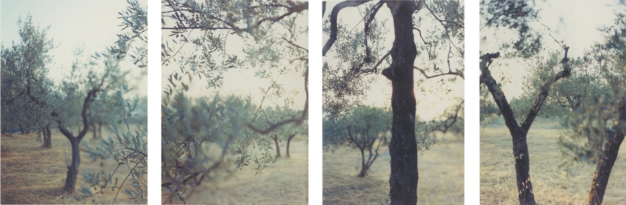 Olive Trees After the Heat (1998)