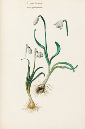 Leucoion bulbosum (1620s-30s)