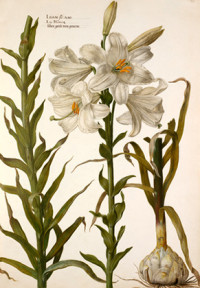 Lilium flo: albo (c.1630)